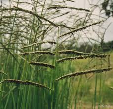 Image result for Paspalum