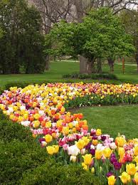 We did not find results for: Tulip Time In Town Tulips Tulip Festival Rose Park