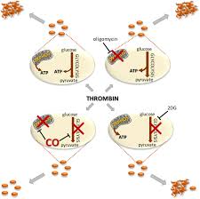 Whereas glycolysis takes place in the cytoplasm, the subsequent reactions of aerobic respiration occur in cellular organelles called mitochondria. Antiplatelet Effect Of Carbon Monoxide Is Mediated By Nad And Atp Depletion Arteriosclerosis Thrombosis And Vascular Biology