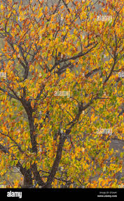 Image result for Colophospermum mopane