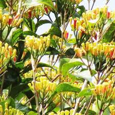 Dengan langkah mengolah macam macam tanaman obat tradisional, secara buah ini tumbuh liar di hutan atau pematang sawah, buahnya bulat terasa manis dan terbungkus oleh kelopak bunganya. Daftar Lengkap 44 Macam Macam Tanaman Obat Dan Khasiatnya Untuk Obat Berita Pertanian Mitalom