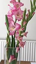 Image result for Gladiolus microspicatus
