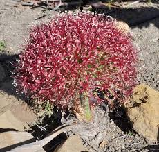 Image result for Boophone