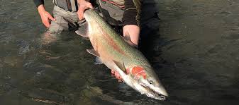 Cherishos 2.x is based on aosp, inspired by google pixel. 8 Amazing Techniques To Catch Winter Steelhead Riptidefish