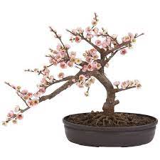 What is the best cherry blossom tree? 4764 Cherry Blossom Bonsai Silk Tree Cherry Blossom Bonsai Tree Blossom Trees Cherry Blossom Tree
