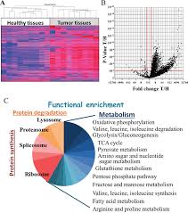 To track the user's preferences within the application profile images: A Molecular Signature Of Lung Cancer Potential Biomarkers For Adenocarcinoma And Squamous Cell Carcinoma Oncotarget