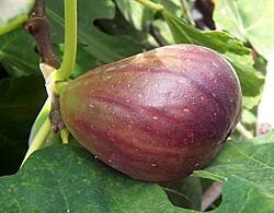 Image result for Ficus barteri