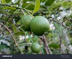 Image result for Citrus × aurantiifolia