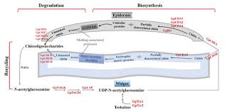 You may be able to configure your internet browser to block strictly necessary cookies. Ijms March 1 2020 Browse Articles