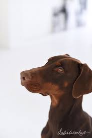 Wann hat es die endgültige widerristhöhe und sein endgewicht erreicht? Dobermann Welpen Update Neo Mit 8 Monaten Liebesbotschaft Blog