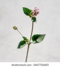 Image result for Boerhavia repens