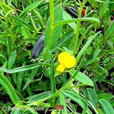 Image result for Crotalaria