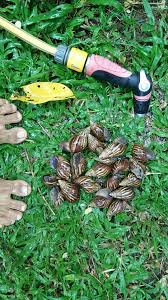 Maybe you would like to learn more about one of these? Are Garden Snails In Singapore Edible Into The Ulu