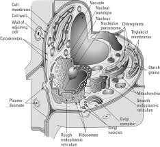 Protein is needed for many cell functions such as repairing damage or directing chemical processes. Your Body Your Cells Eukaryotic Cells Dummies