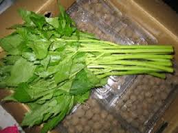 やさい図鑑 葉菜類