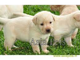 Labrador puppies, labrador puppies for adoption in bangalore, labrador puppies for adoption in mumbai, labrador puppies for adoption in pune, labrador among all other breeds, we offer the best labrador retrievers puppies in india. Labrador Puppies Price In Pune Labrador Puppies For Sale In Pune