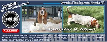 Check spelling or type a new query. Huggable Bassets Family Breeder Of Purebred Basset Hound Puppys For Sale For Pets