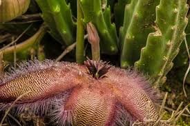 Image result for Clutia hirsuta