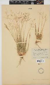 Image result for Tricholaena