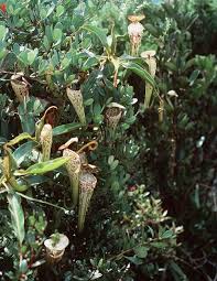 Image result for Heteromorpha stenophylla