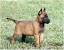 White Belgian Malinois Puppy