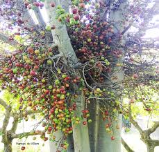 Image result for Ficus sur