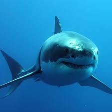 Tourism with bite: swimming with the great white shark | Sharks | The  Guardian