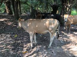 1978 di bawah akta lembaga kemajuan kelantan selatan 1978. Anak Lembu Untuk Dijual Di Kelantan