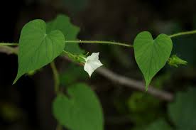 Image result for Ipomoea sinensis