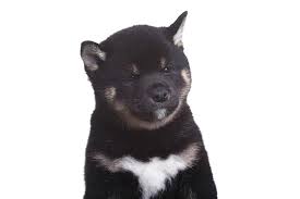 As puppies mature, their urajiro will. Japanese Shiba Inu Hunde Informationen Zu Den Bienenarten Omlet