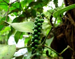 Check spelling or type a new query. Black Pepper Plant Cultivation Description Britannica
