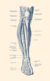 The foot bones shown in this diagram are the talus, navicular, cuneiform, cuboid, metatarsals. Diagram Whole Leg Diagram Full Version Hd Quality Leg Diagram Diagramical Nazionalebasketmagistrati It