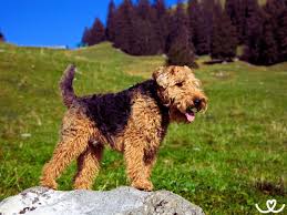 Image result for velšteriér