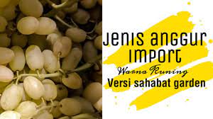 Tidak banyak yang tau, warna ini memiliki banyak turunannya lho. Jenis Anggur Import Warna Kuning Youtube