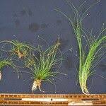 Image result for Eleocharis retroflexa