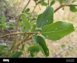 Image result for Cordia sinensis
