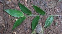 Image result for Olyra latifolia