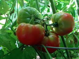 Check spelling or type a new query. Plant Tomatoes In Trenches For Better Results Diy Network Blog Made Remade Diy
