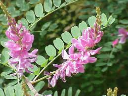 Image result for Indigofera adenoides