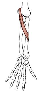The muscles of the arm anatomical chart does an exemplary job of examining the individual muscles that make up this area of the human body, and our collection includes human muscle charts, the muscular system chart with the muscular system diagrams. Anatomy Tables Muscles Of The Upper Limb