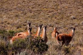 Al equipo trabajá en mostaza y formá parte de una experiencia única subí tu cv ¡sumate a nuestro equipo, te estamos esperando! Biodiversidad Argentina Gob Ar