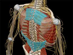 Breathe In And Out Feels Good Right That S Thanks In Part To Your Serratus Posterior Muscles Let S Take A Look At The Muscle Anatomy Muscle Muscular System