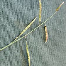 Image result for Eriochloa fatmensis