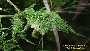 Image result for Asparagus setaceus