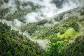 Image result for Black Forest Green 2017 200