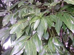 Image result for Cryptocarya