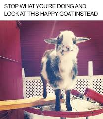 100 Animal Memes To Make You Laugh This Spring Cute Animals Happy Animals Happy Goat