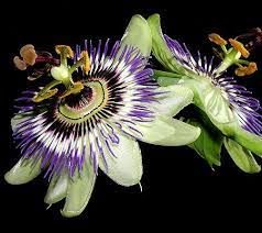 Roberta S Set Of 2 Blue Crown Passion Flower Page 1 Qvc Com Pinturas De Flores Flores Pinturas
