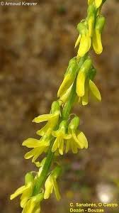 Image result for Melilotus indicus