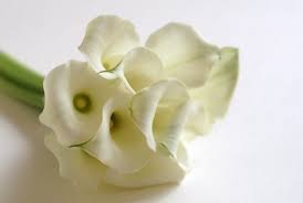 pin by 花隱 原熙 on my design white pretty flowers calla flowers